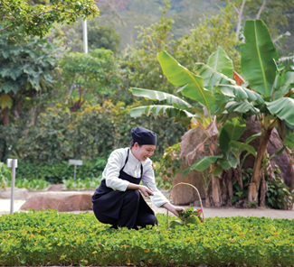 Organic garden at Six Senses Ninh Van Bay in Vietnam