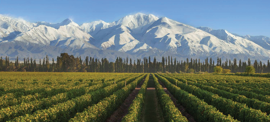 Trapiche vineyard and the Andes mountains