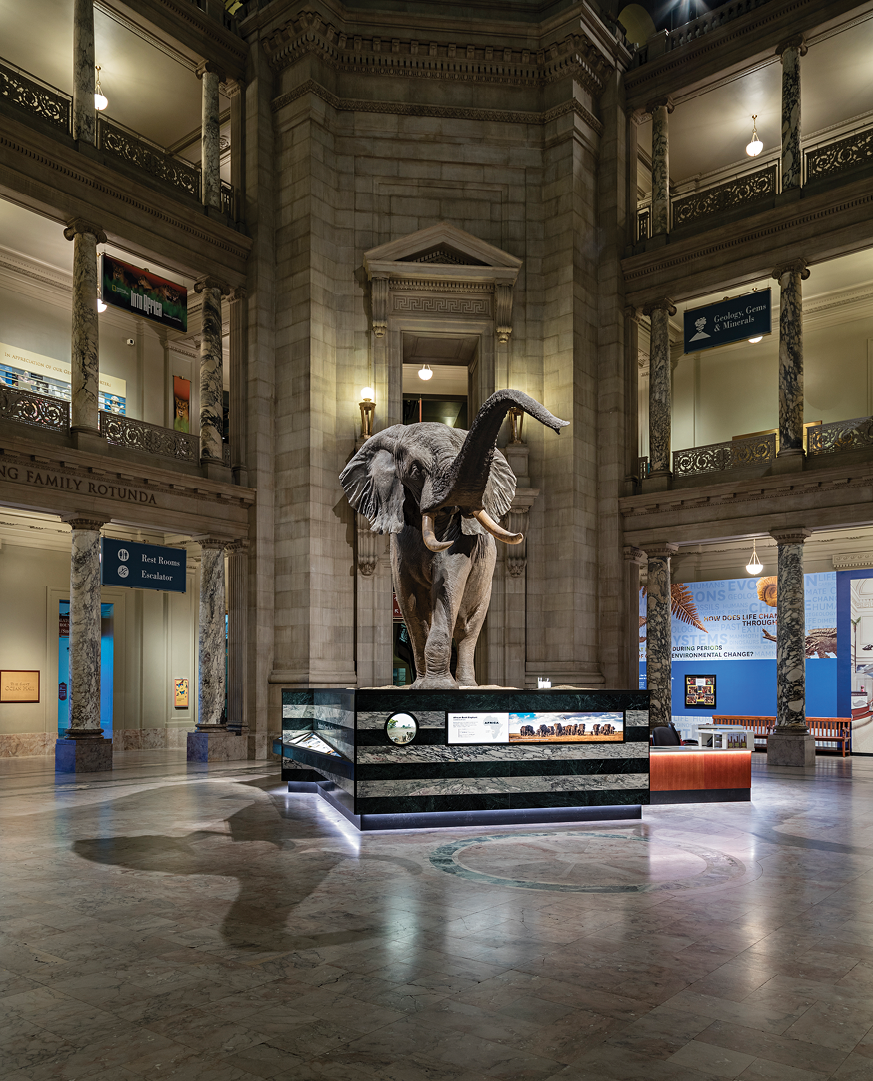 Smithsonian Kenneth E. Behring Family Rotunda featuring the Fénykövi Elephant