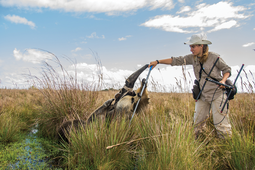Tompkins Conservation - Marianela Masat works with a giant anteater with pup released in the reintroduction program in the Ibera wetlands