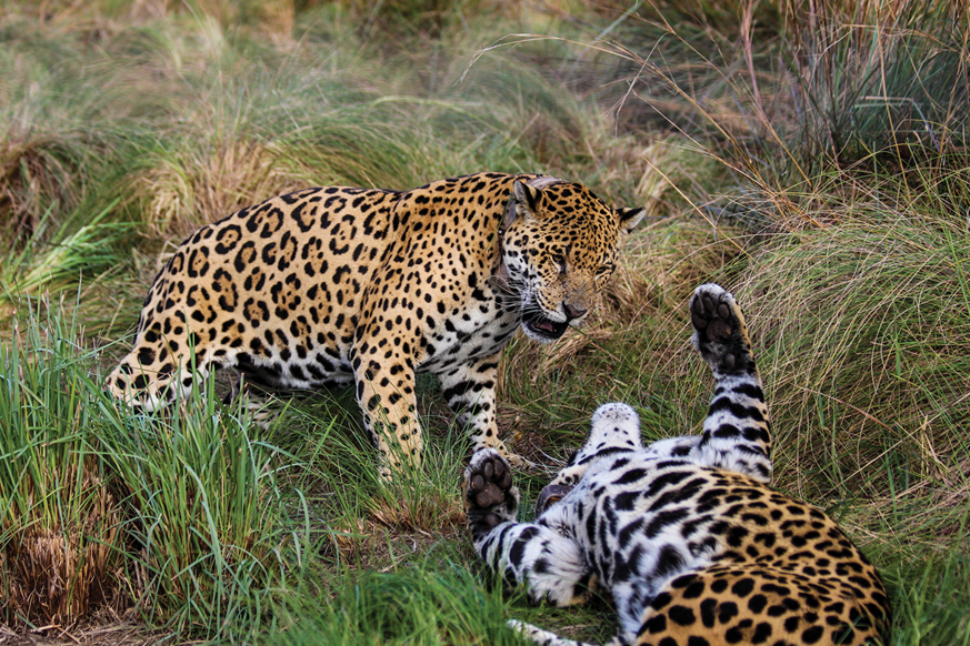 Tompkins Conservation - Jaguar Reproduction Center on San Alonso Island in the Ibera Wetlands