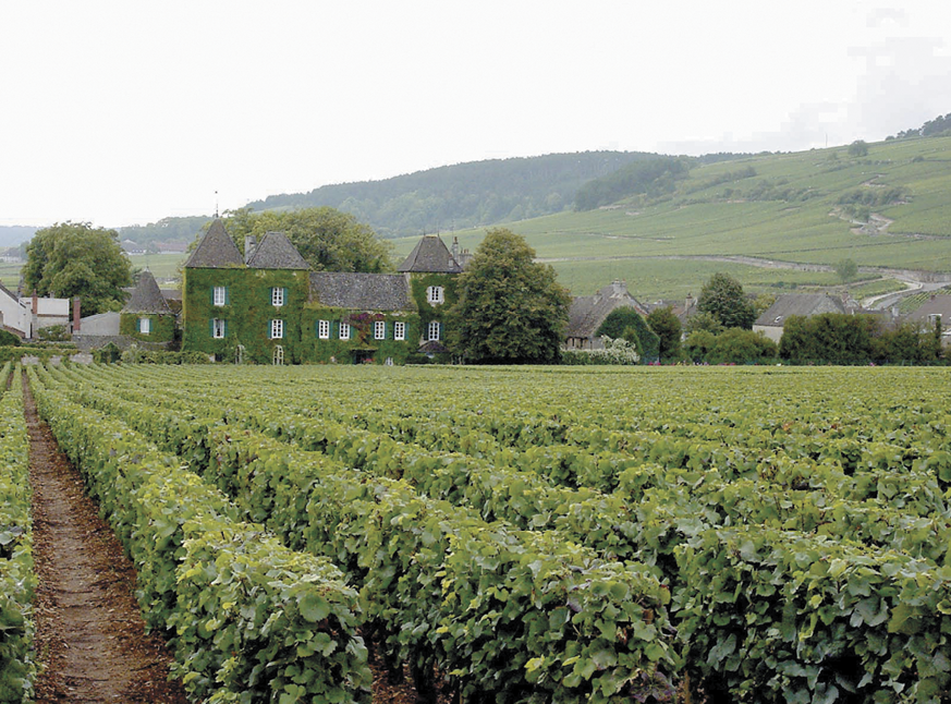 Maison Louis Jadot vineyards