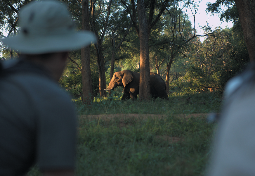 Anderson Expeditions Pafuri