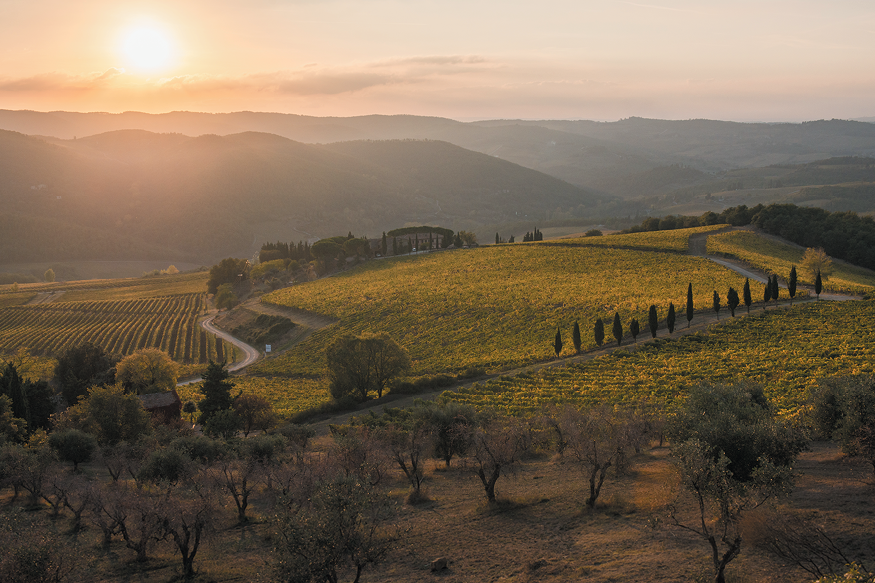 Frederick Wildman’s La Selvanella vineyard