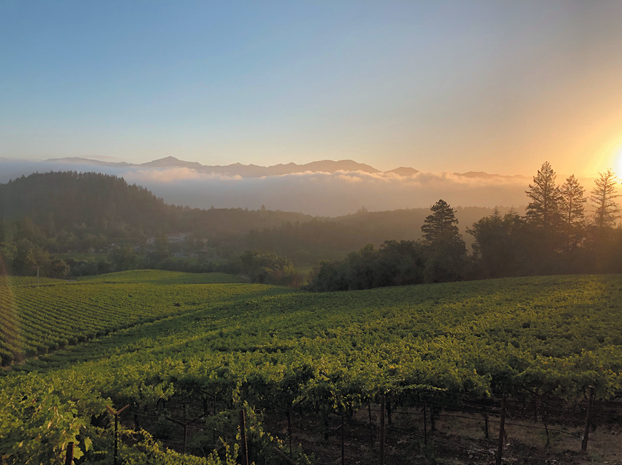 Grgich Hills Estate vineyards
